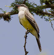 Snowy-throated Kingbird