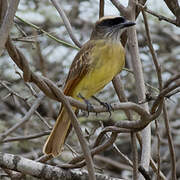 Baird's Flycatcher