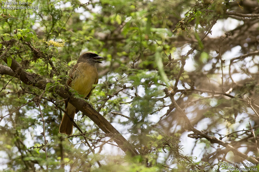 Baird's Flycatcher