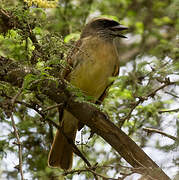 Baird's Flycatcher