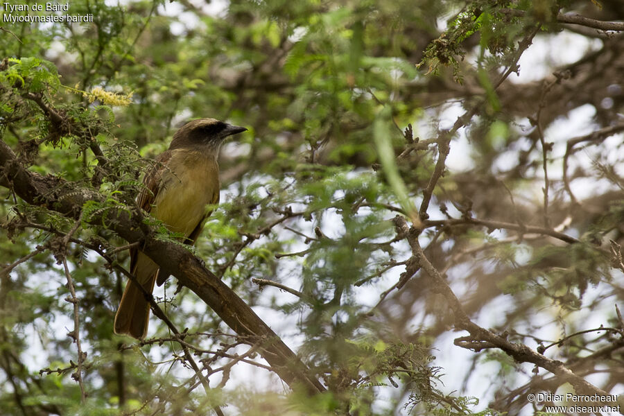 Baird's Flycatcher