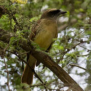 Baird's Flycatcher