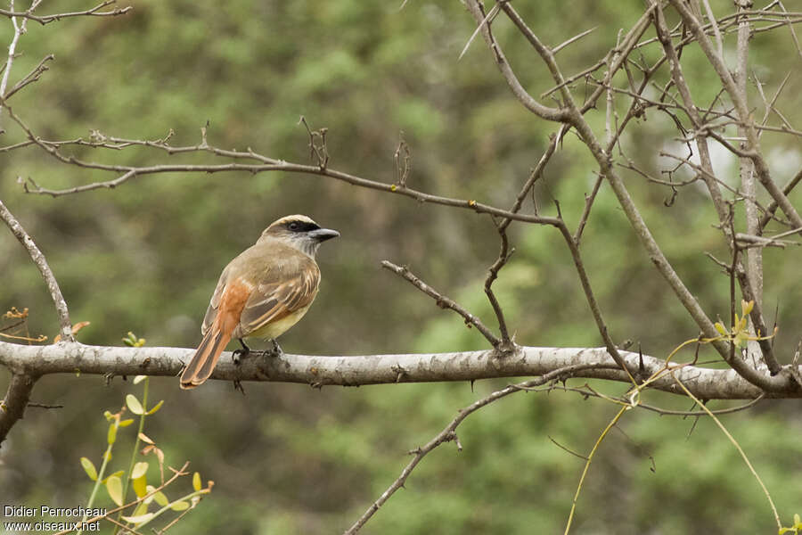 Baird's Flycatcheradult