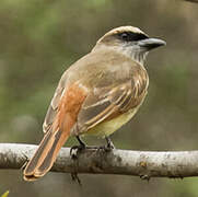 Baird's Flycatcher