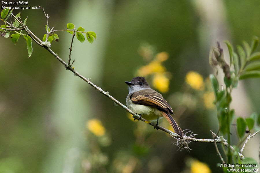 Brown-crested Flycatcher