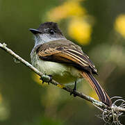 Brown-crested Flycatcher