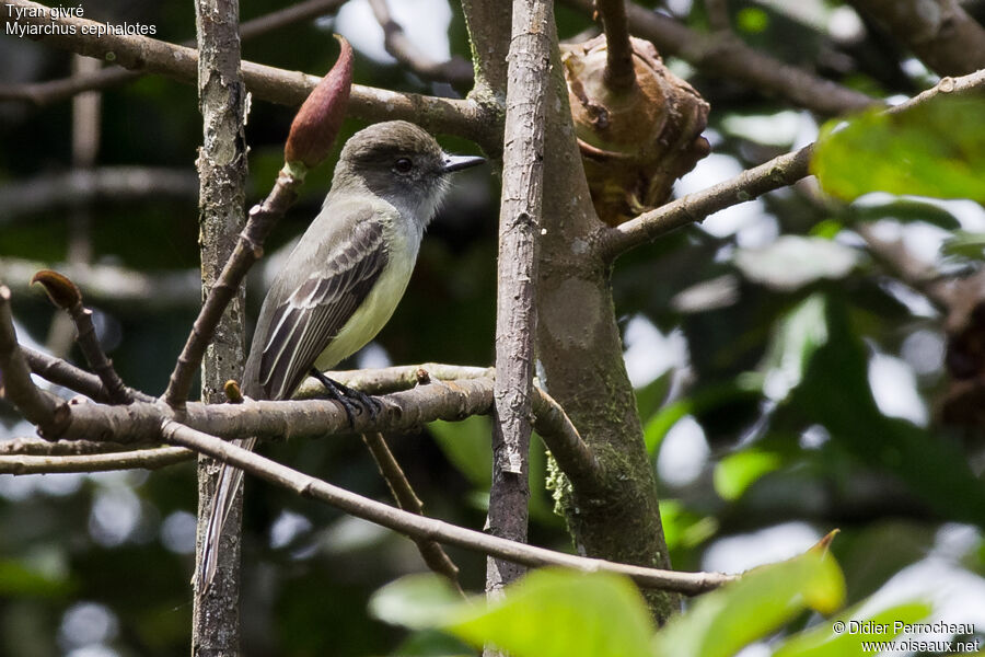 Pale-edged Flycatcher