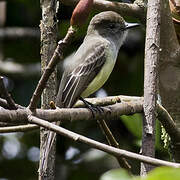 Pale-edged Flycatcher