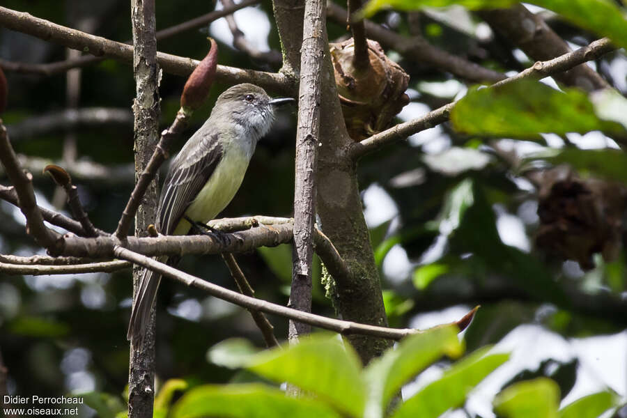 Pale-edged Flycatcher, habitat, camouflage, pigmentation