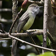 Pale-edged Flycatcher