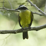 Lesser Kiskadee