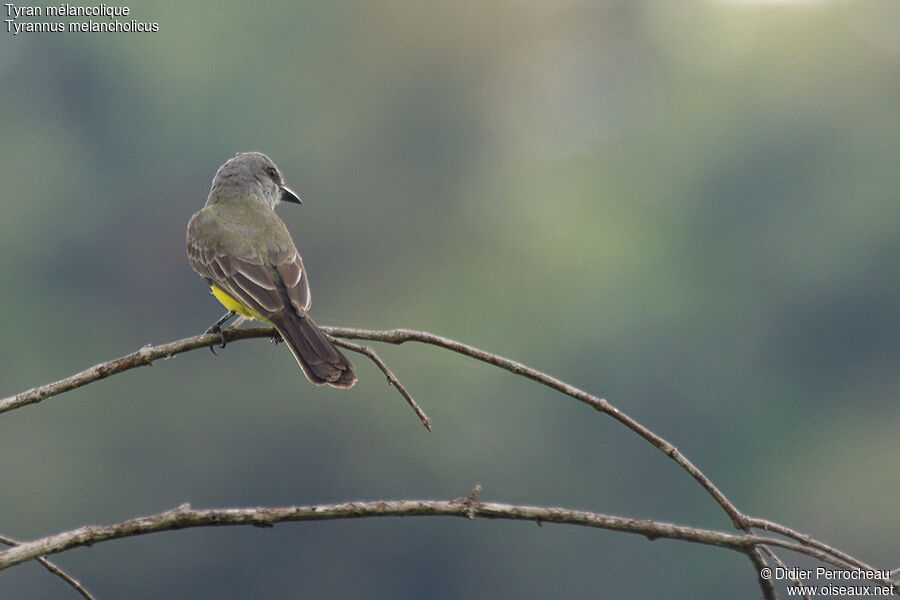 Tropical Kingbirdadult