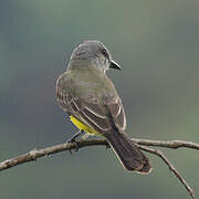 Tropical Kingbird