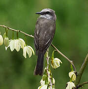 Tropical Kingbird