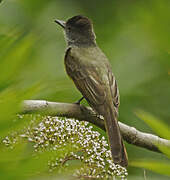 Dusky-capped Flycatcher