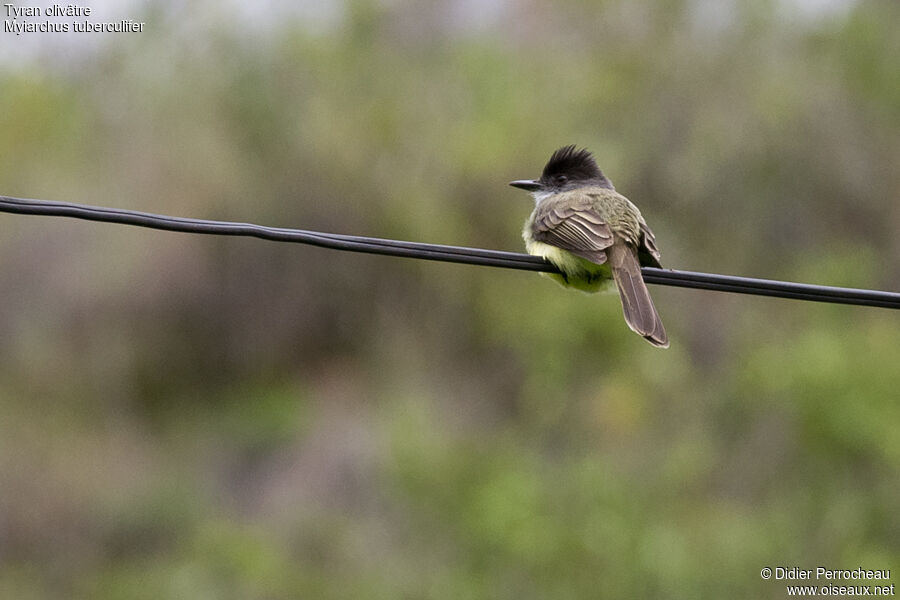 Dusky-capped Flycatcher