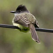 Dusky-capped Flycatcher