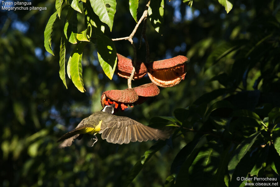 Boat-billed Flycatcher