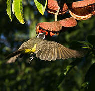 Boat-billed Flycatcher