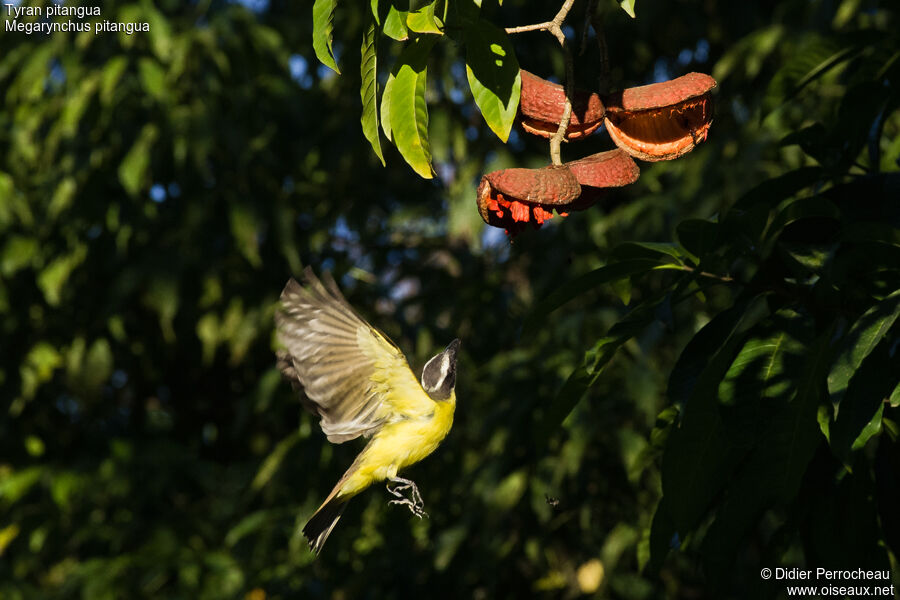 Boat-billed Flycatcher