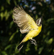 Boat-billed Flycatcher