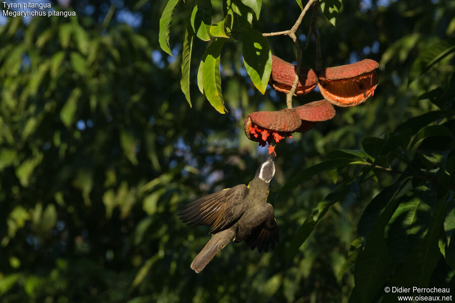 Boat-billed Flycatcher