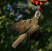 Boat-billed Flycatcher