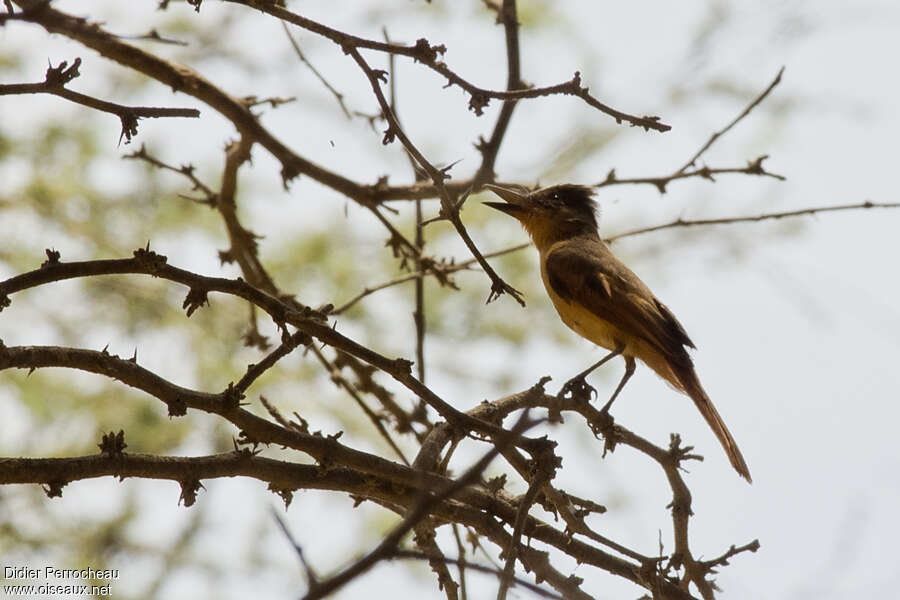 Rufous Flycatcher