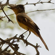 Rufous Flycatcher