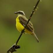 Social Flycatcher