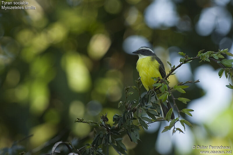 Social Flycatcher, identification