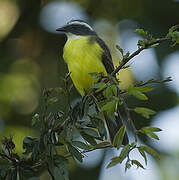 Social Flycatcher