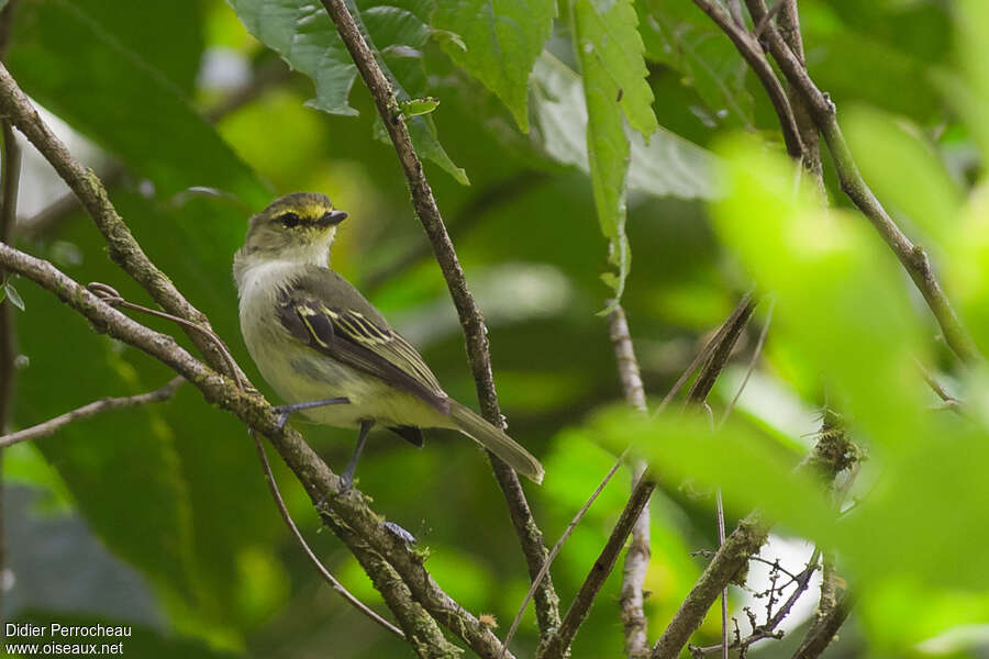 Tyranneau à face d'oradulte, identification