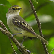 Golden-faced Tyrannulet