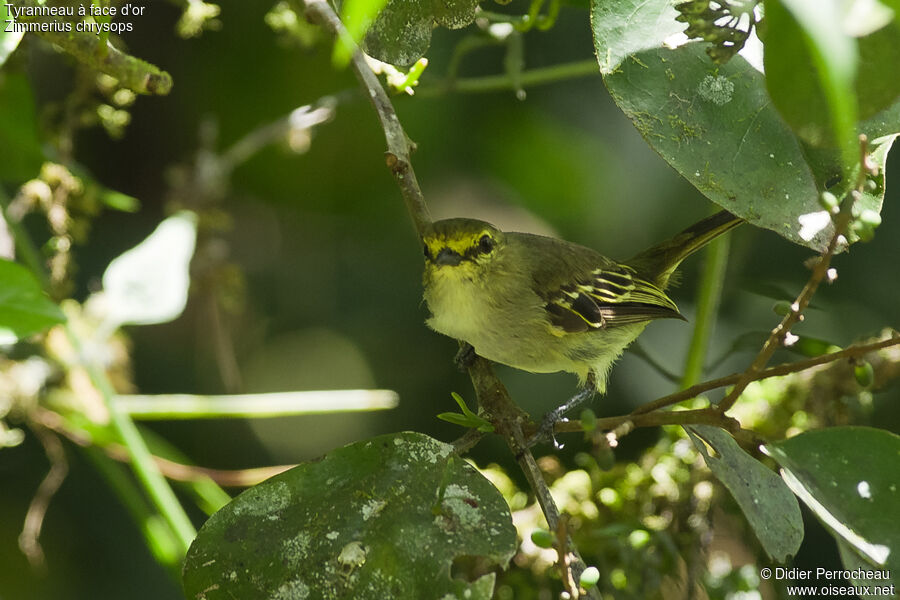 Tyranneau à face d'or