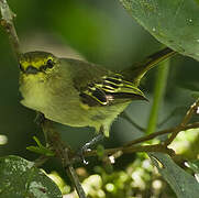 Golden-faced Tyrannulet