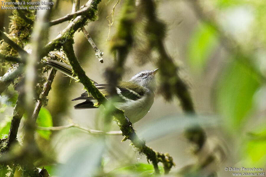 White-banded Tyrannulet