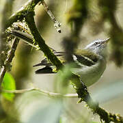 White-banded Tyrannulet