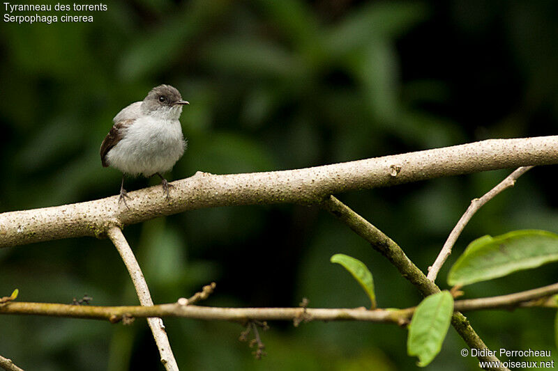 Torrent Tyrannulet