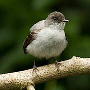 Torrent Tyrannulet