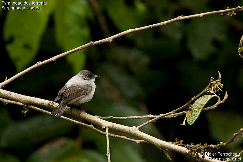 Torrent Tyrannulet