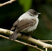 Torrent Tyrannulet