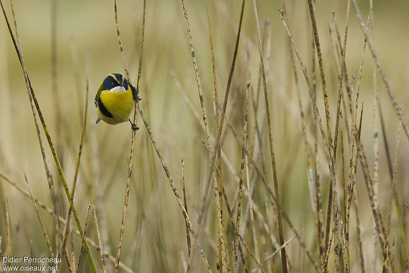 Many-colored Rush Tyrantadult, habitat