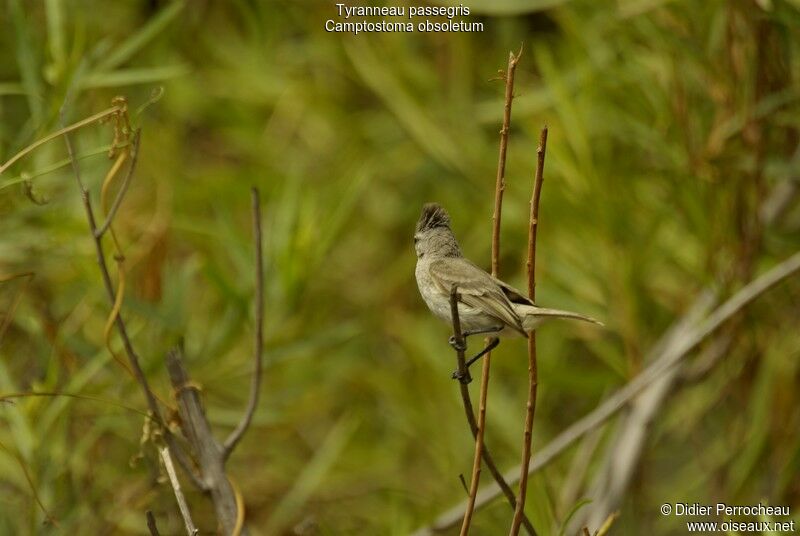 Southern Beardless Tyrannulet