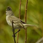 Southern Beardless Tyrannulet