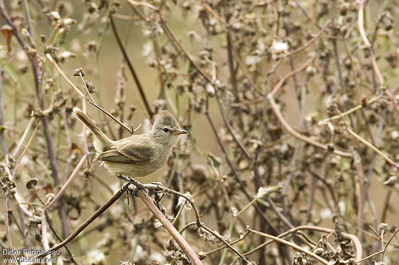 Southern Beardless Tyrannuletjuvenile, identification