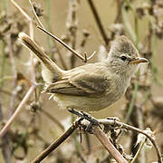 Southern Beardless Tyrannulet