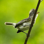 Southern Beardless Tyrannulet