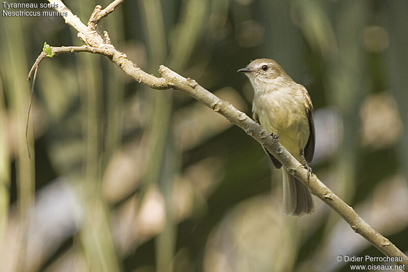 Southern Mouse-colored Tyrannulet, identification