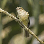 Mouse-colored Tyrannulet